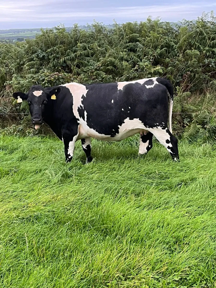 2 x in calf heifers - Image 2