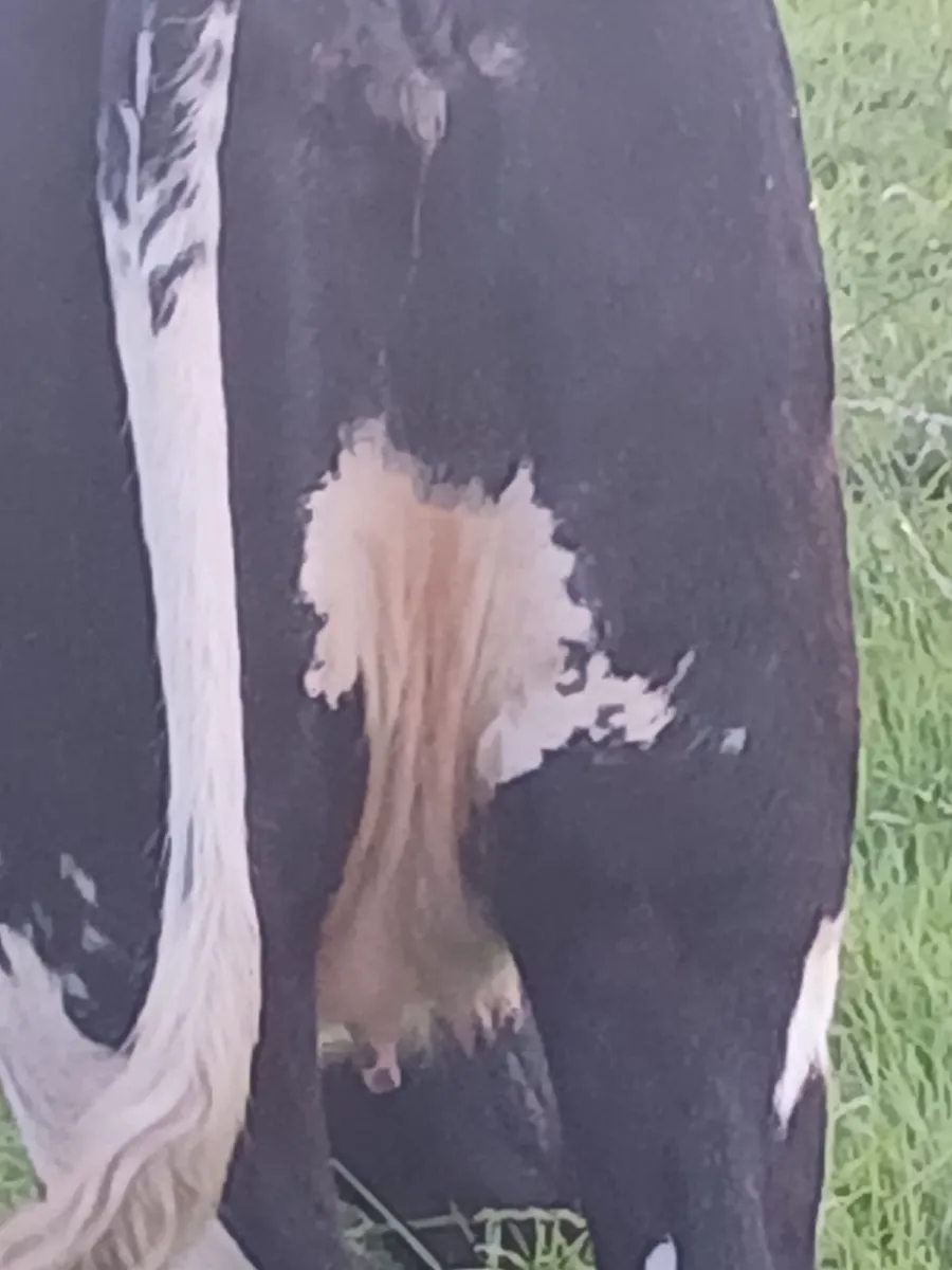 2 x in calf heifers - Image 3