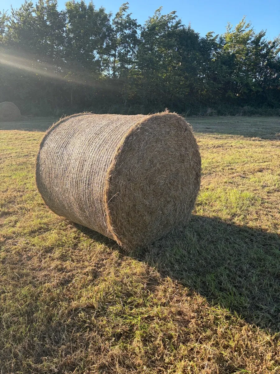 Hay - Image 2