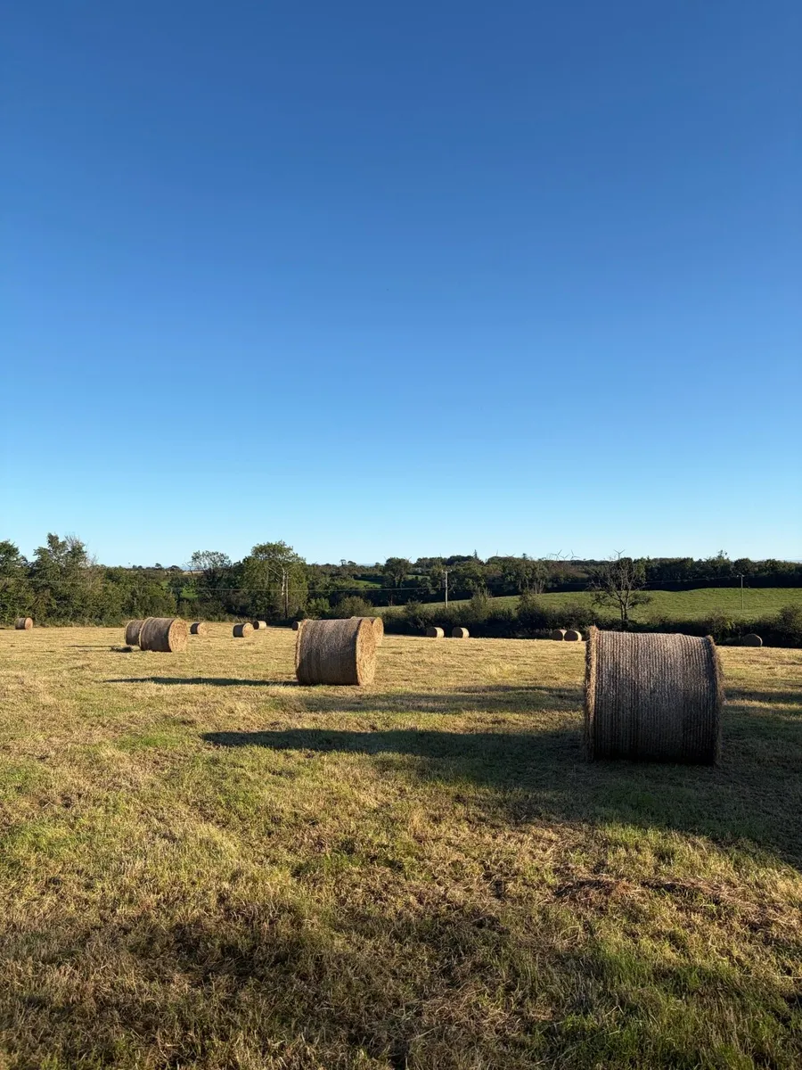 Hay - Image 3