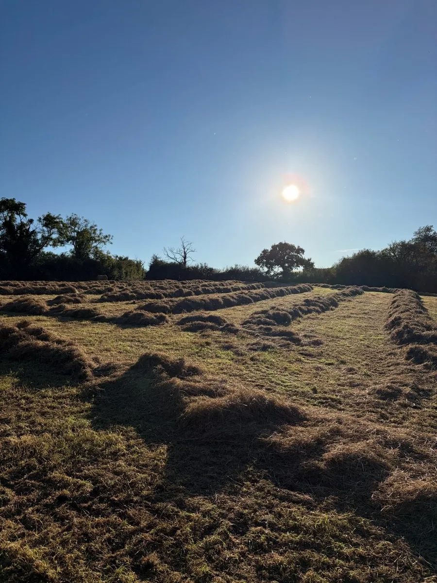 Hay - Image 1