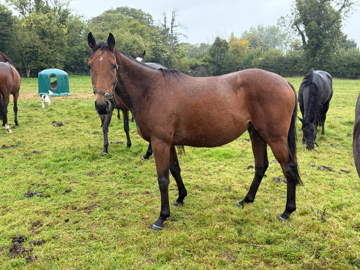 3 yr old filly - Image 4