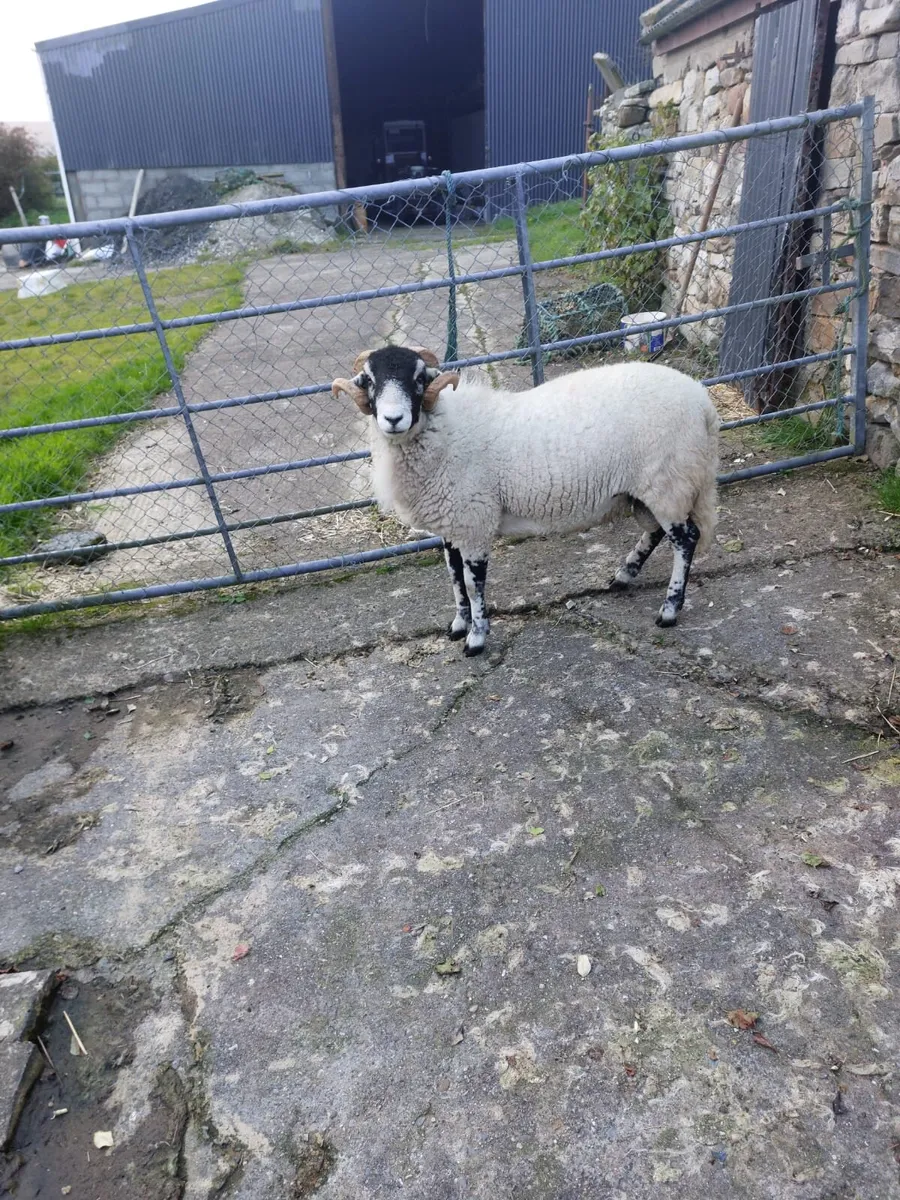 Swaledale hoggot ram, SIS eligible - Image 1