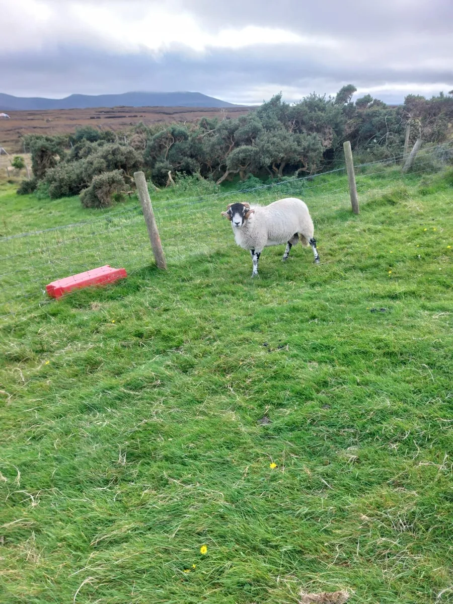 Swaledale hoggot ram, SIS eligible - Image 2
