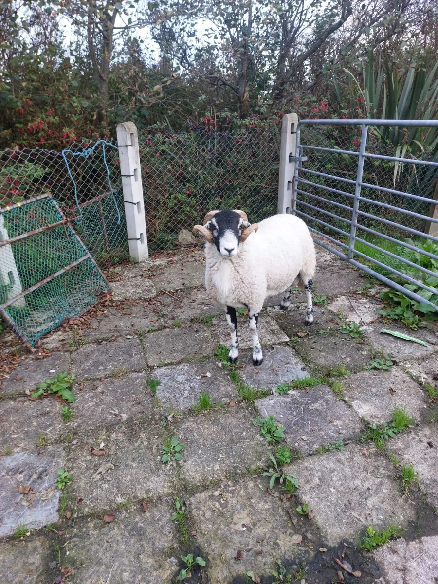 Swaledale hoggot ram, SIS eligible - Image 3