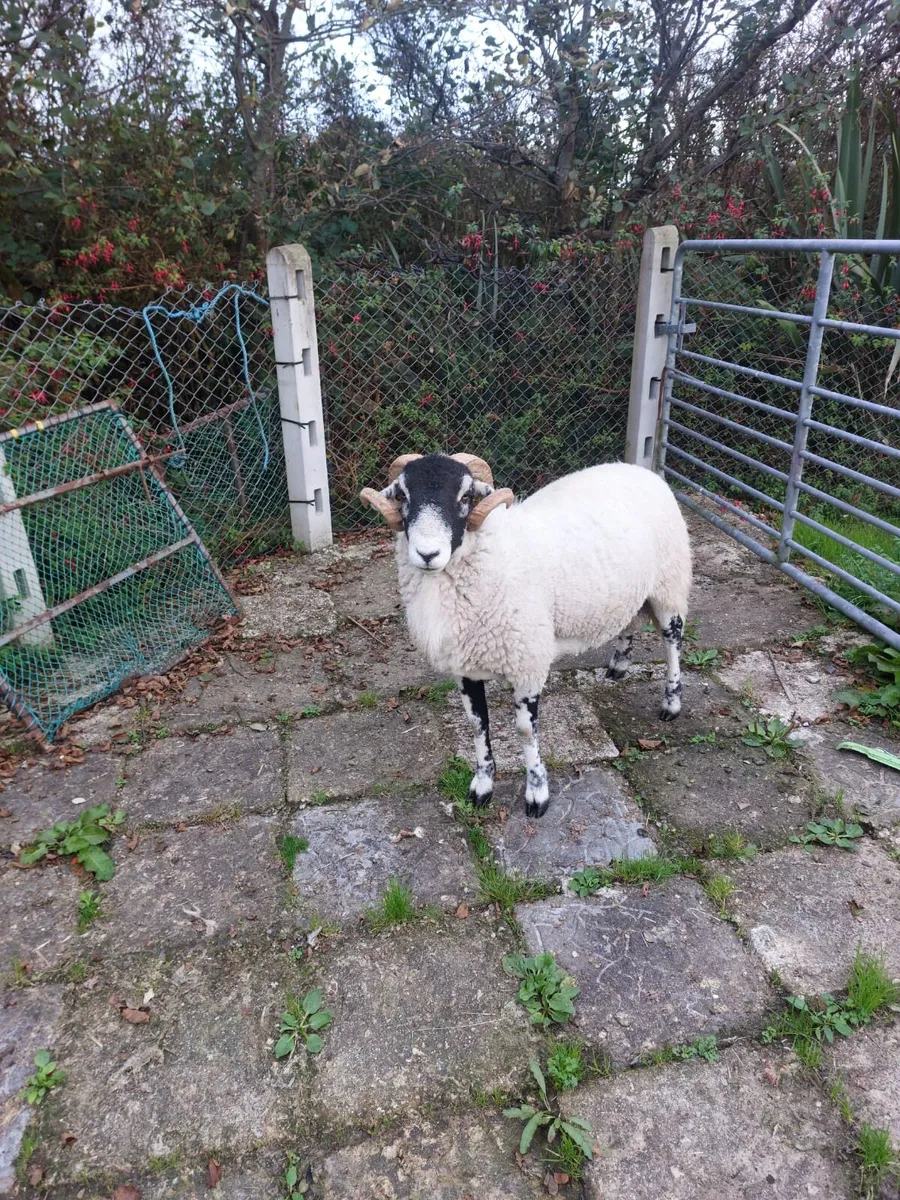 Swaledale hoggot ram, SIS eligible - Image 4