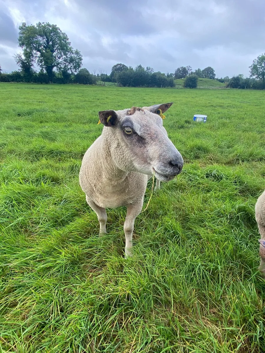 5 Star Rams - Image 2