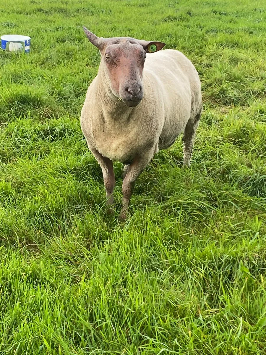 5 Star Rams - Image 4