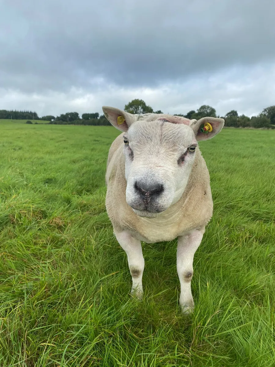 5 Star Rams - Image 1