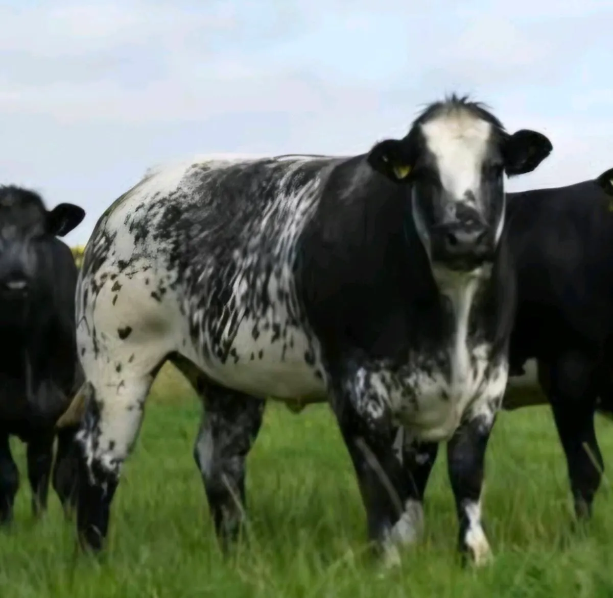 🐮Outstanding Incalf Heifer Sale Fri 16th Oct🐮 - Image 2