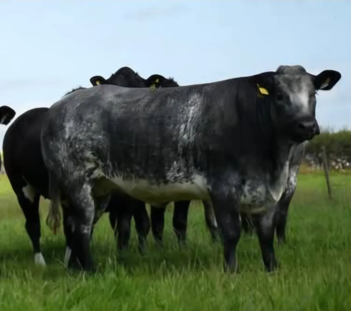 🐮Outstanding Incalf Heifer Sale Fri 16th Oct🐮 - Image 3
