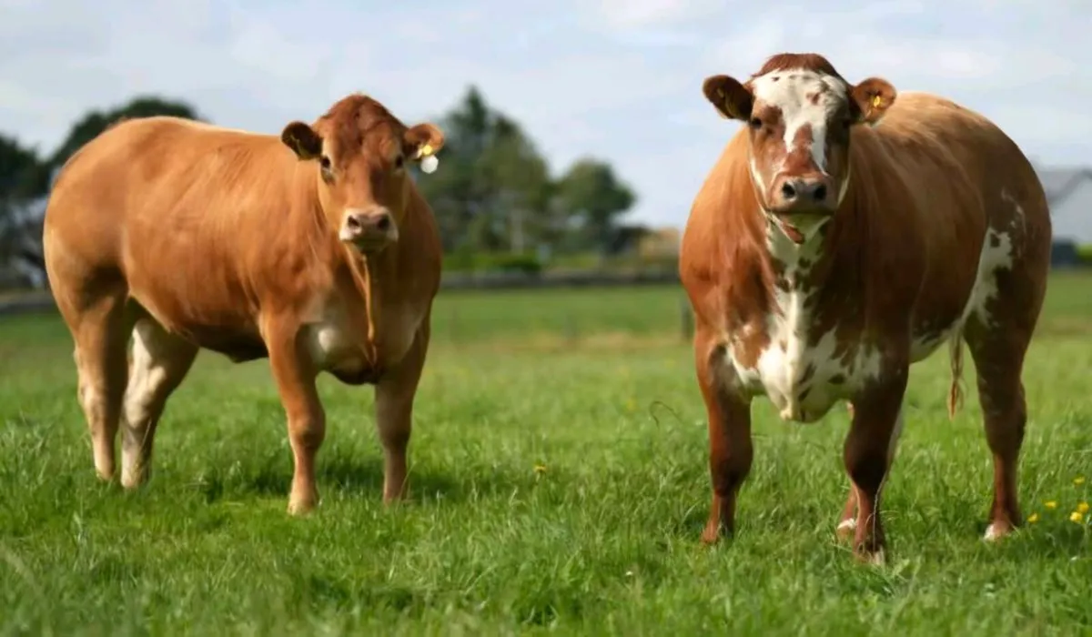 🐮Outstanding Incalf Heifer Sale Fri 16th Oct🐮 - Image 1