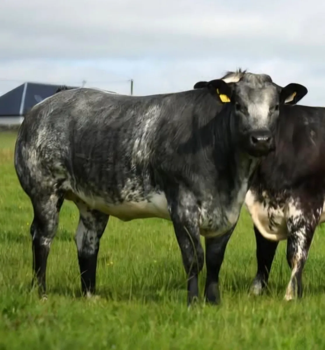 🐮Outstanding Incalf Heifer Sale Fri 16th Oct🐮 - Image 4