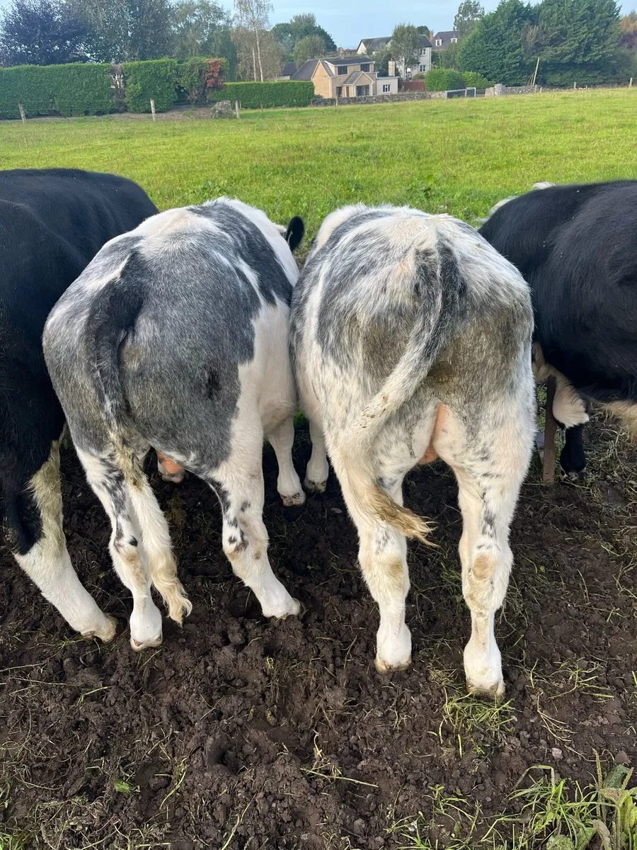 Belgian Blue Weanlings - Image 2
