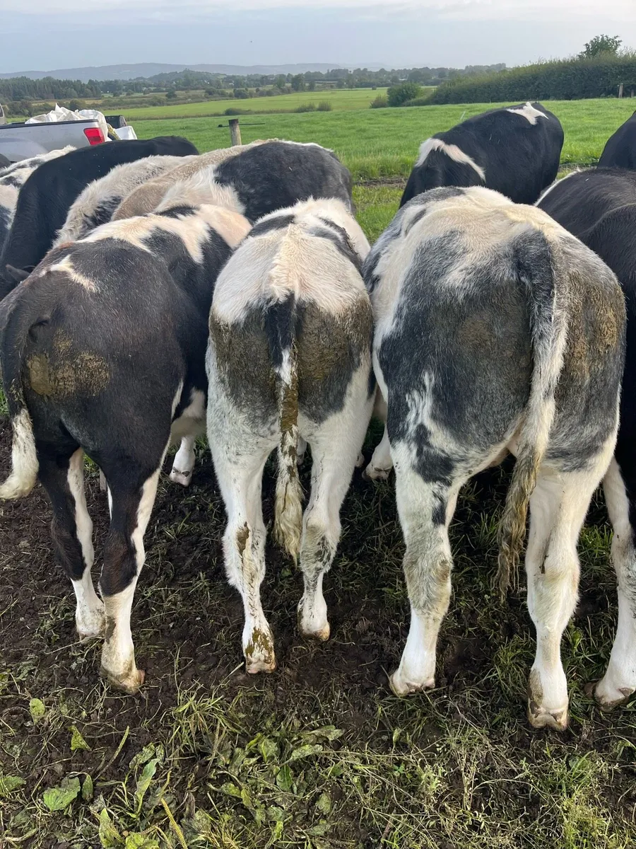 Belgian Blue Weanlings - Image 1