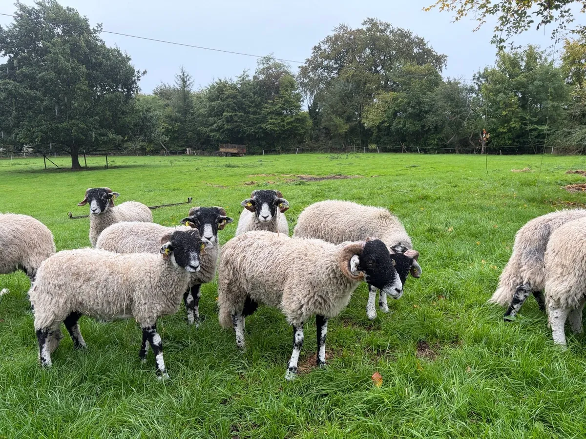 Swaledale Rams lambs - Image 4