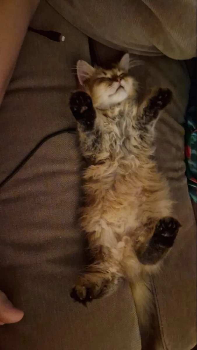 BRITISH LONGHAIR  x PERSIAN MIX KITTENS - Image 2