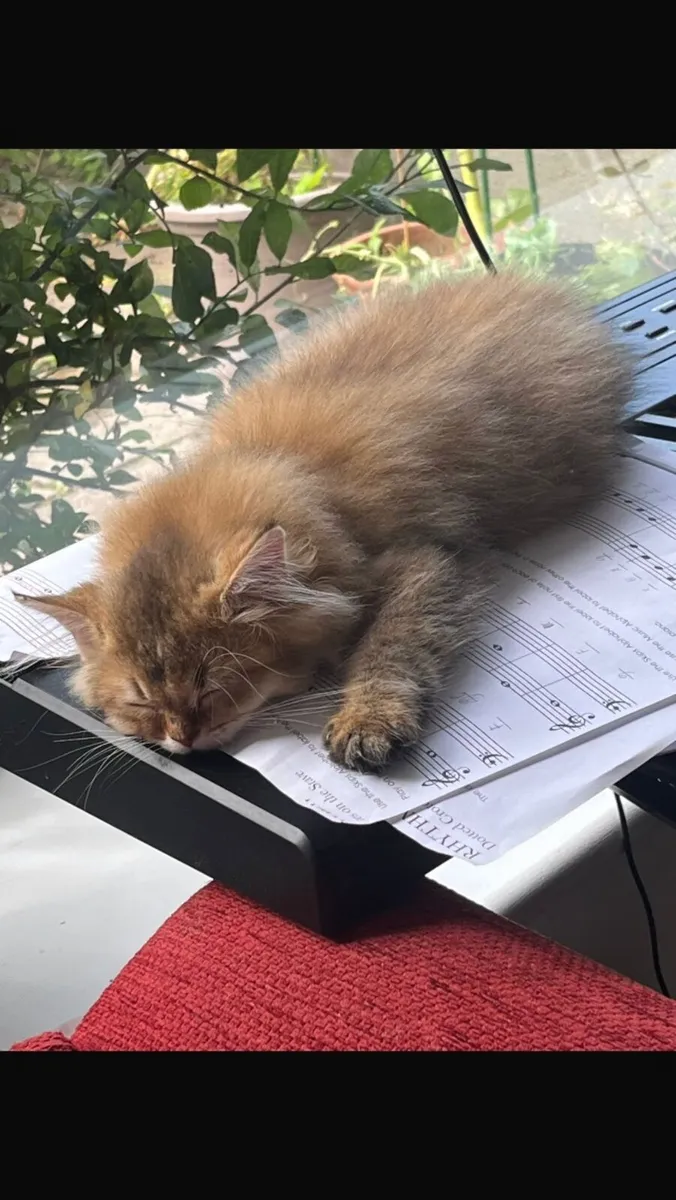 BRITISH LONGHAIR  x PERSIAN MIX KITTENS - Image 3
