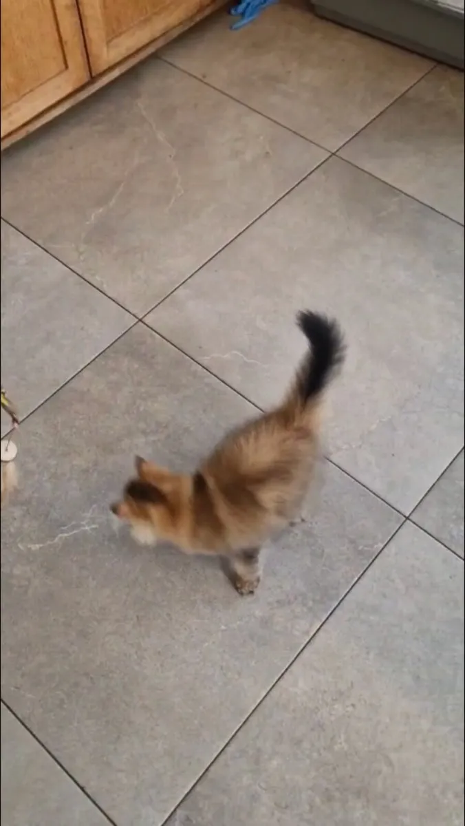 BRITISH LONGHAIR  x PERSIAN MIX KITTENS - Image 1