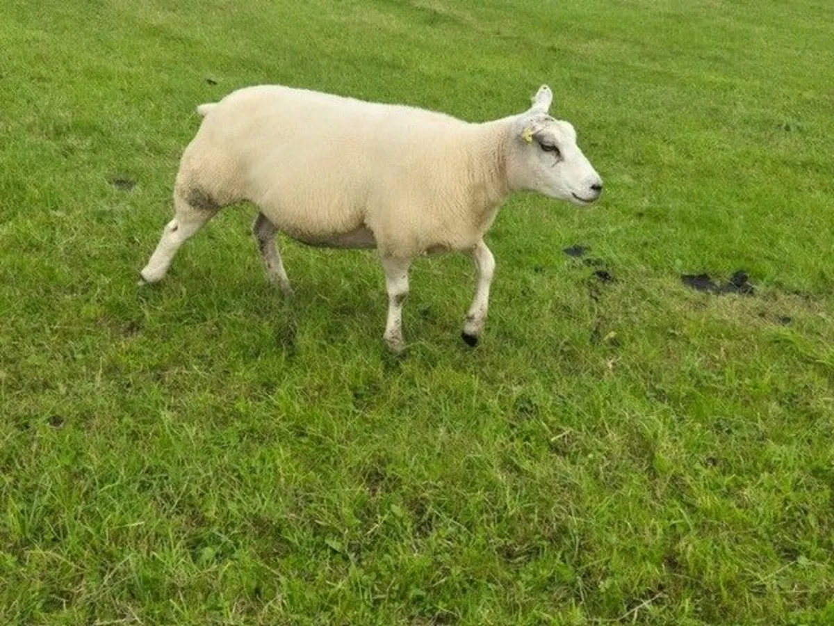 Super batch of fresh hoggets - Image 2