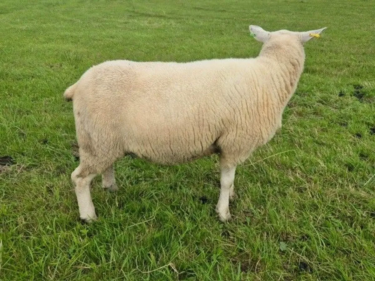 Super batch of fresh hoggets - Image 3