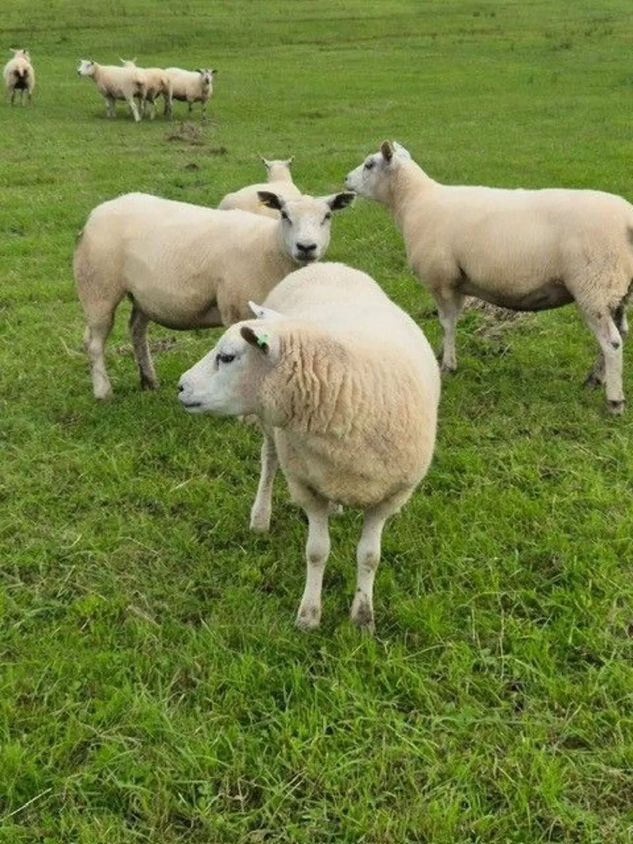 Super batch of fresh hoggets - Image 1