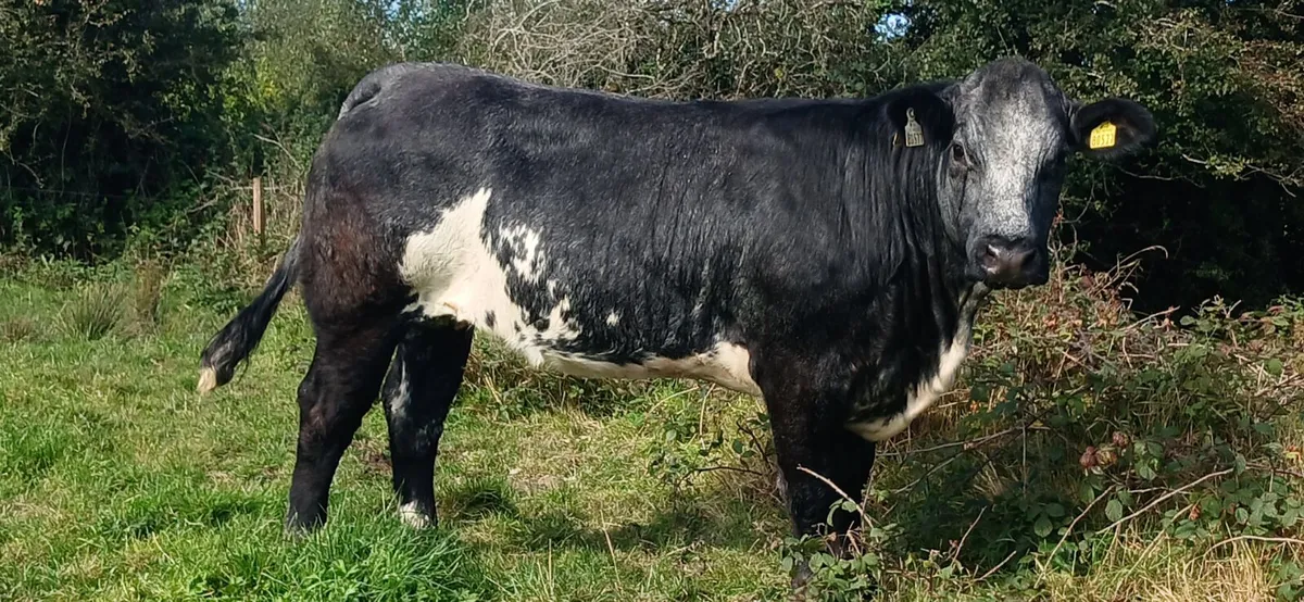 Bulling Heifers - Image 1