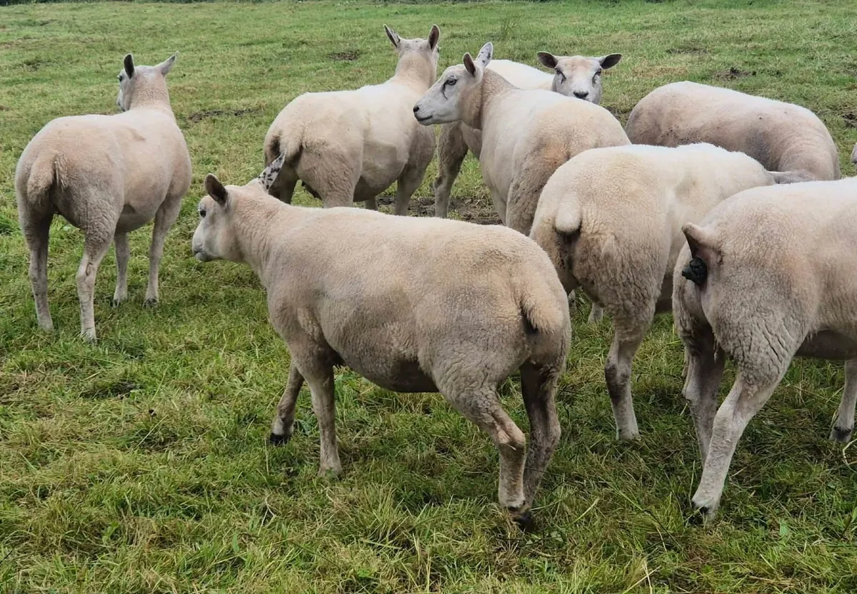Super batch of fresh hoggets - Image 4