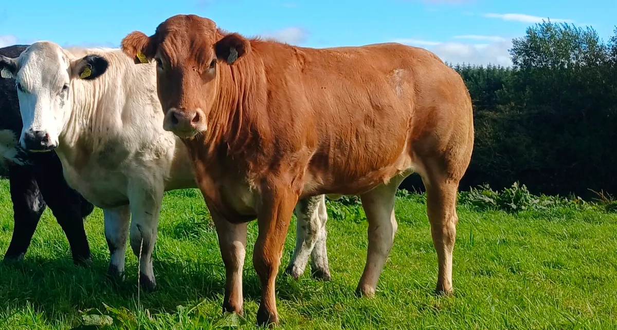 Bulling Heifers - Image 2