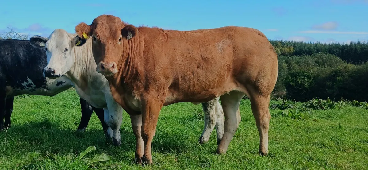 Bulling Heifers - Image 4