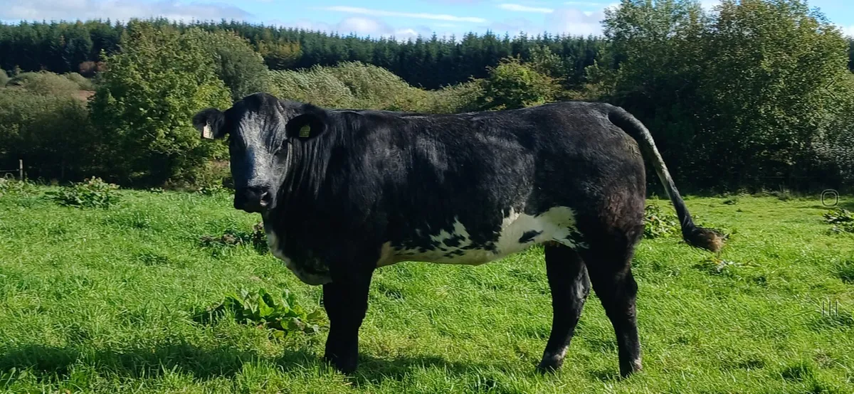 Bulling Heifers - Image 3
