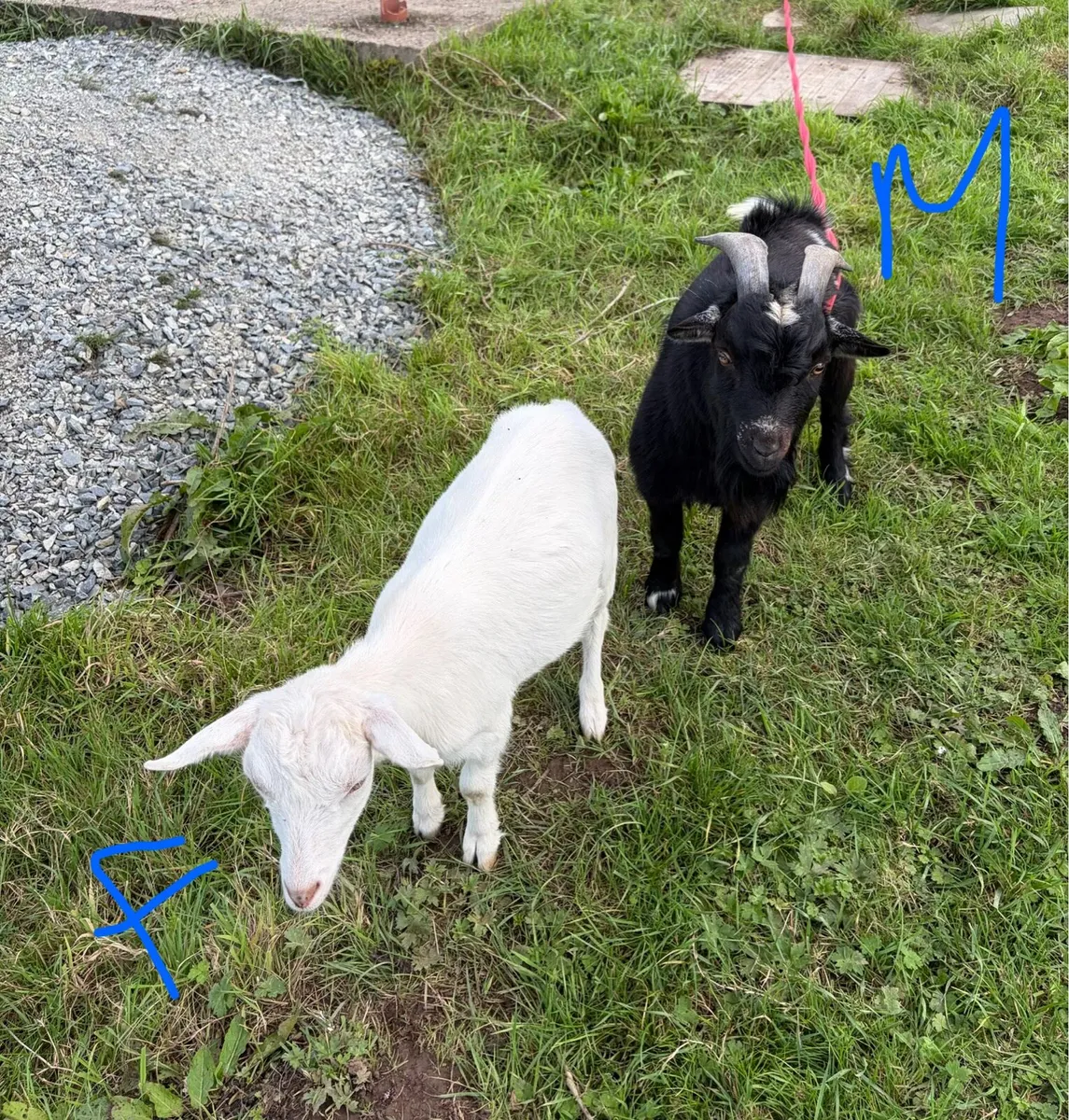 Pygmy goats - Image 1