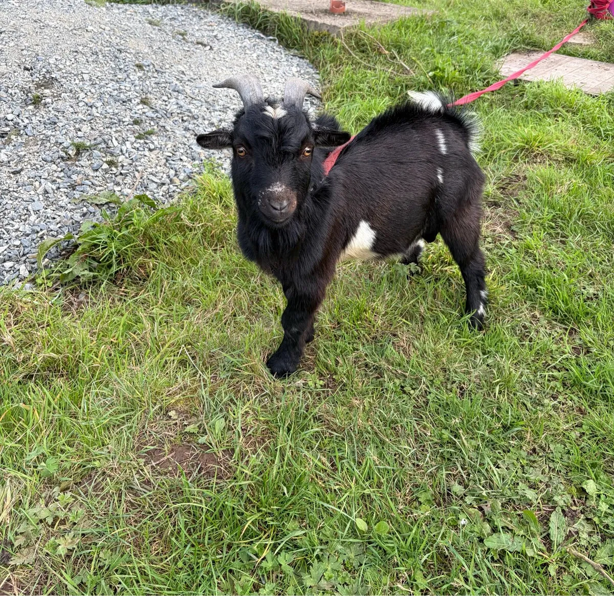 Pygmy goats - Image 4