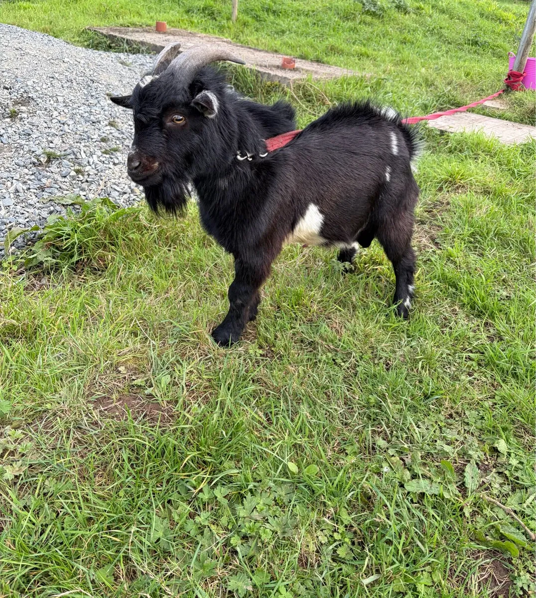 Pygmy goat - Image 4