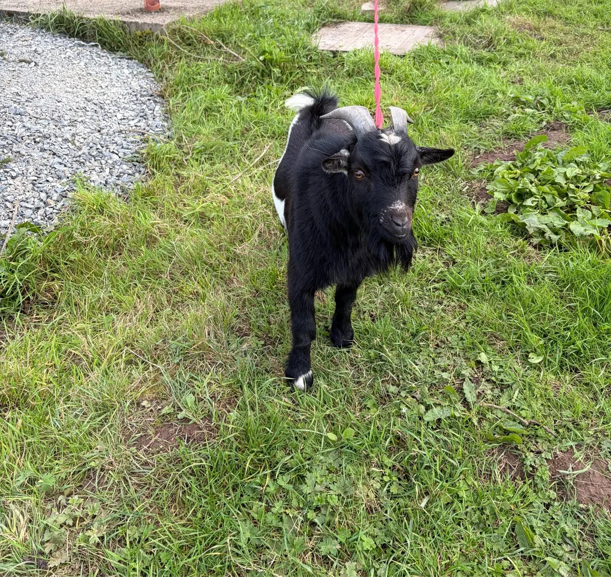 Pygmy goats - Image 2