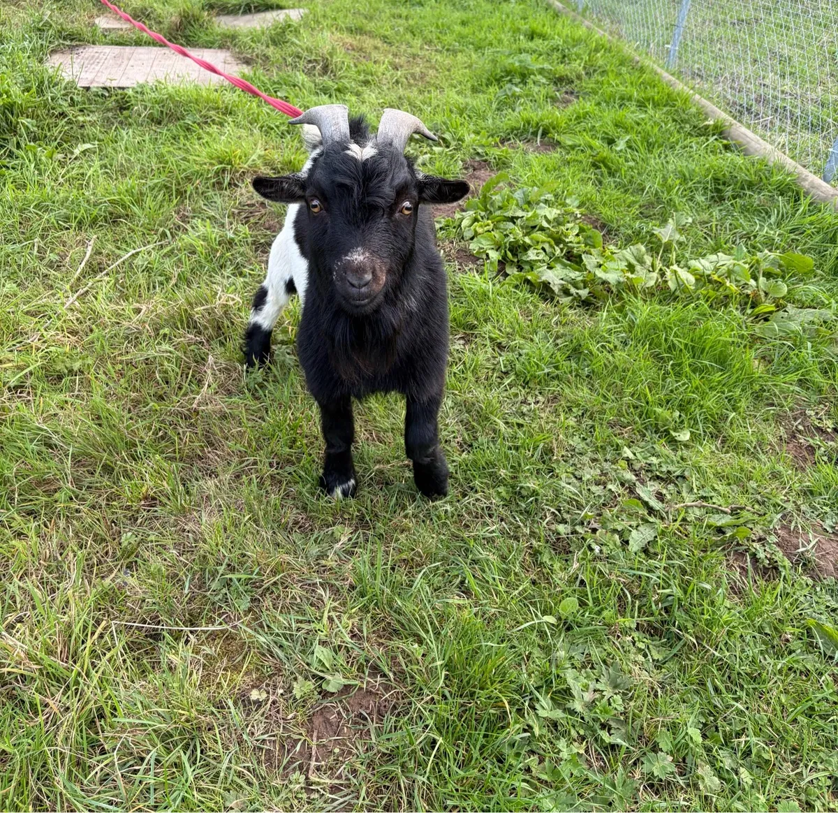 Pygmy goats - Image 3