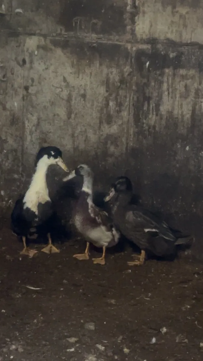 3 ducks