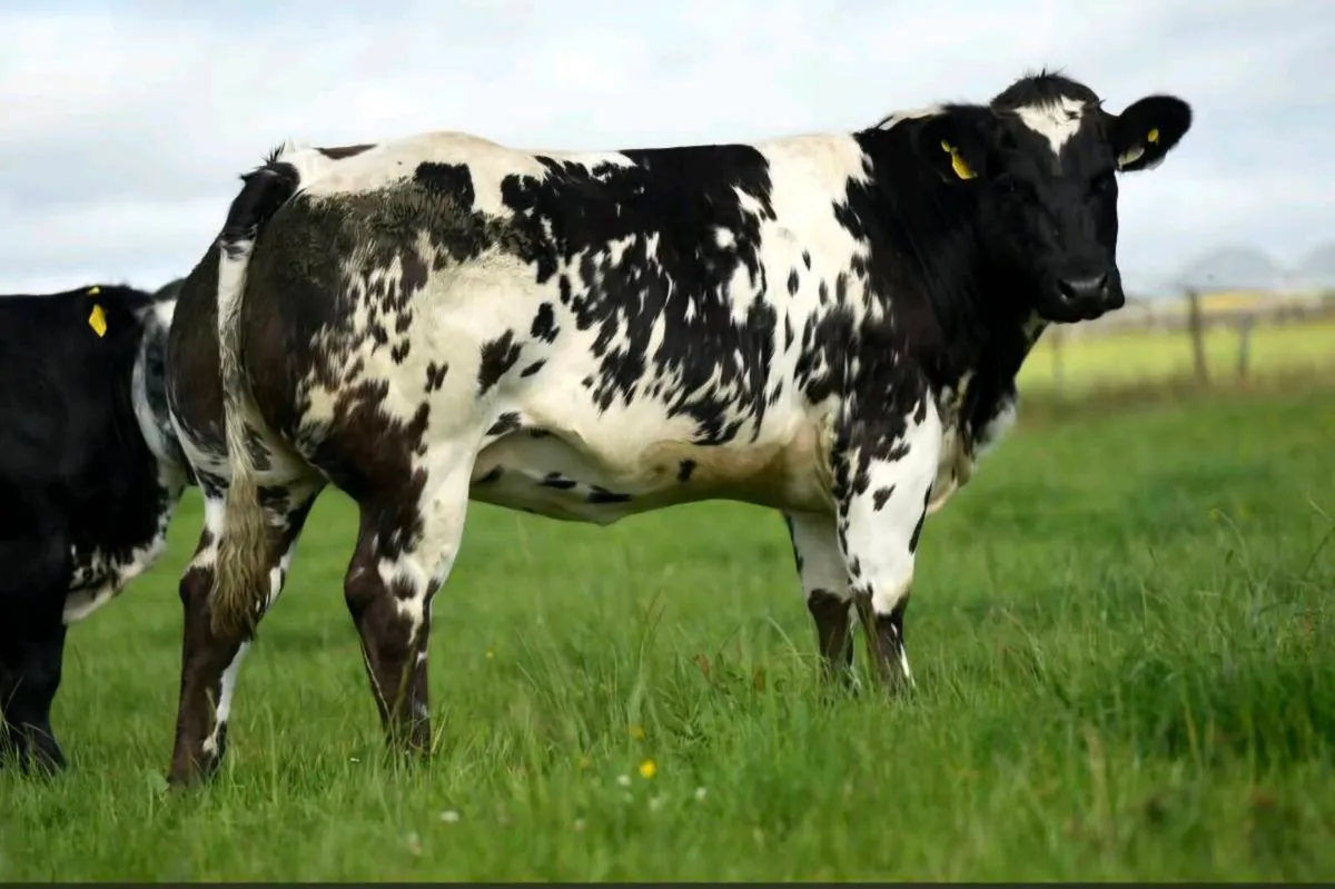 🐮Outstanding Selection of Incalf Heifers 16th Oct - Image 3