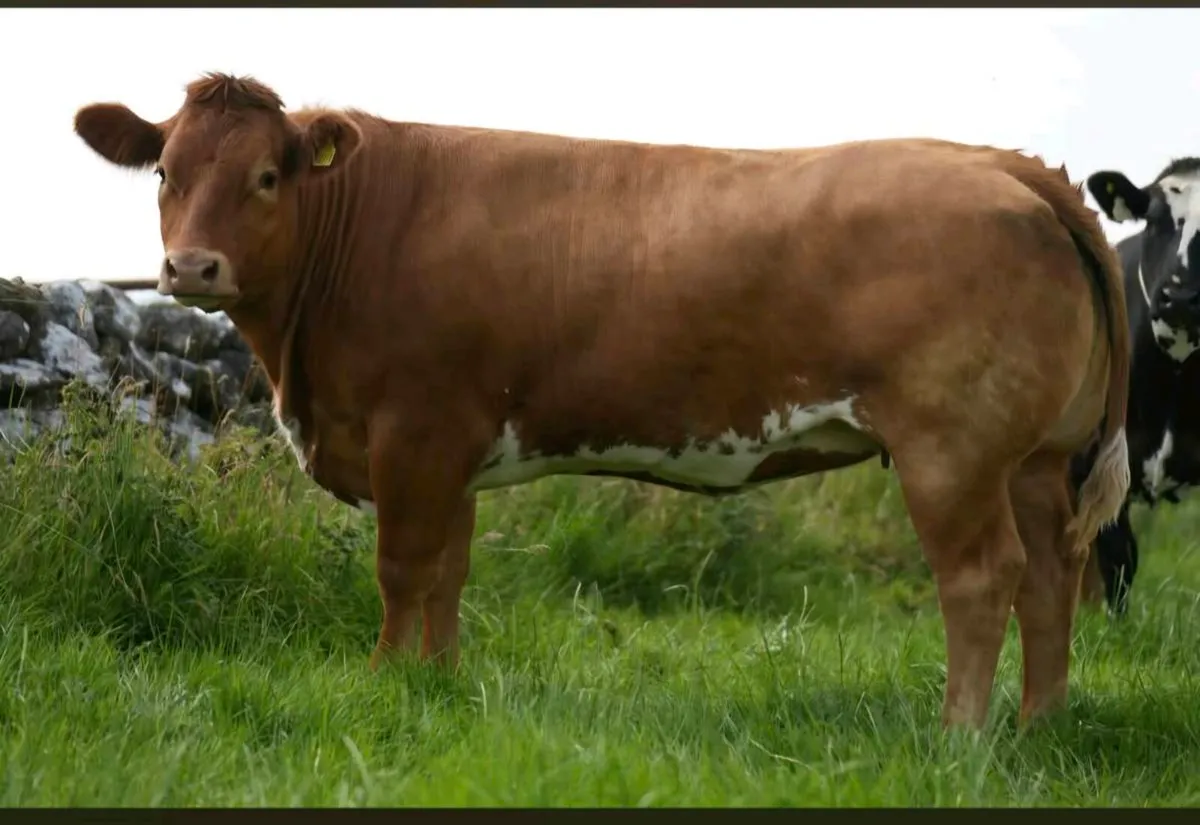 🐮Outstanding Selection of Incalf Heifers 16th Oct - Image 4
