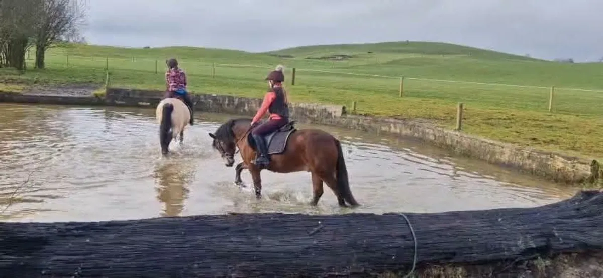 12.2 Connemara x Gelding - Image 2