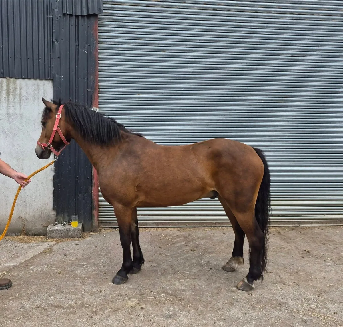 12.2 Connemara x Gelding - Image 1