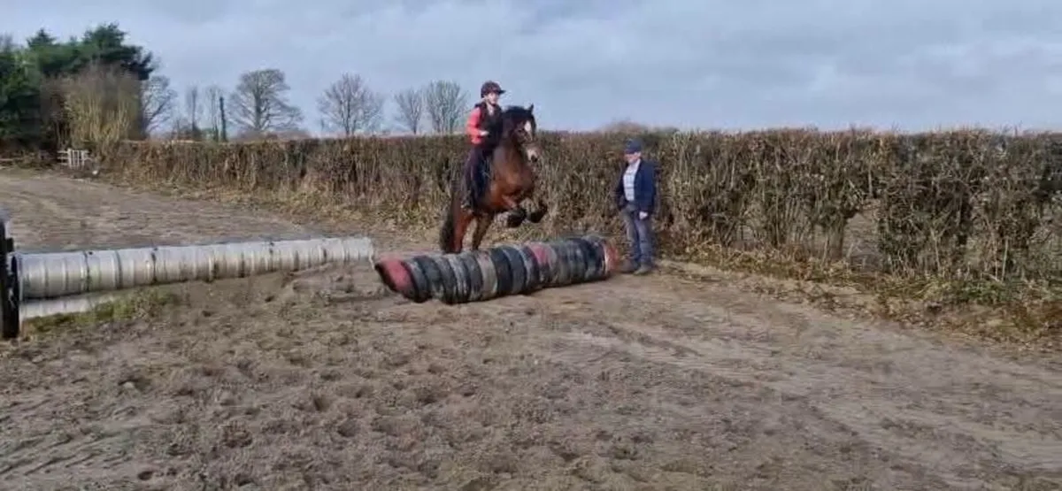 12.2 Connemara x Gelding - Image 3