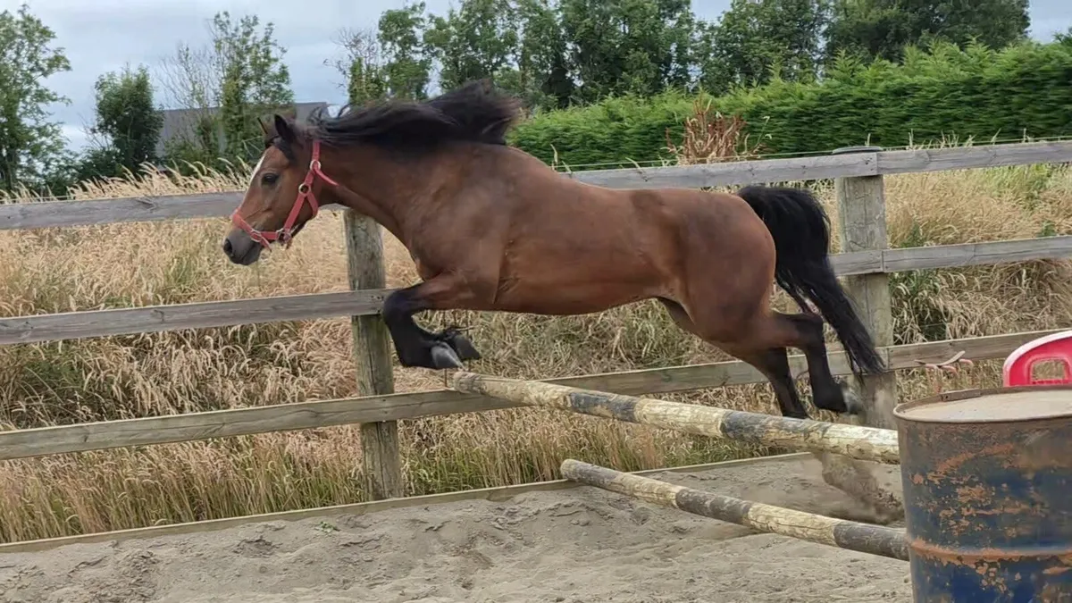 12.2 Connemara x Gelding - Image 4
