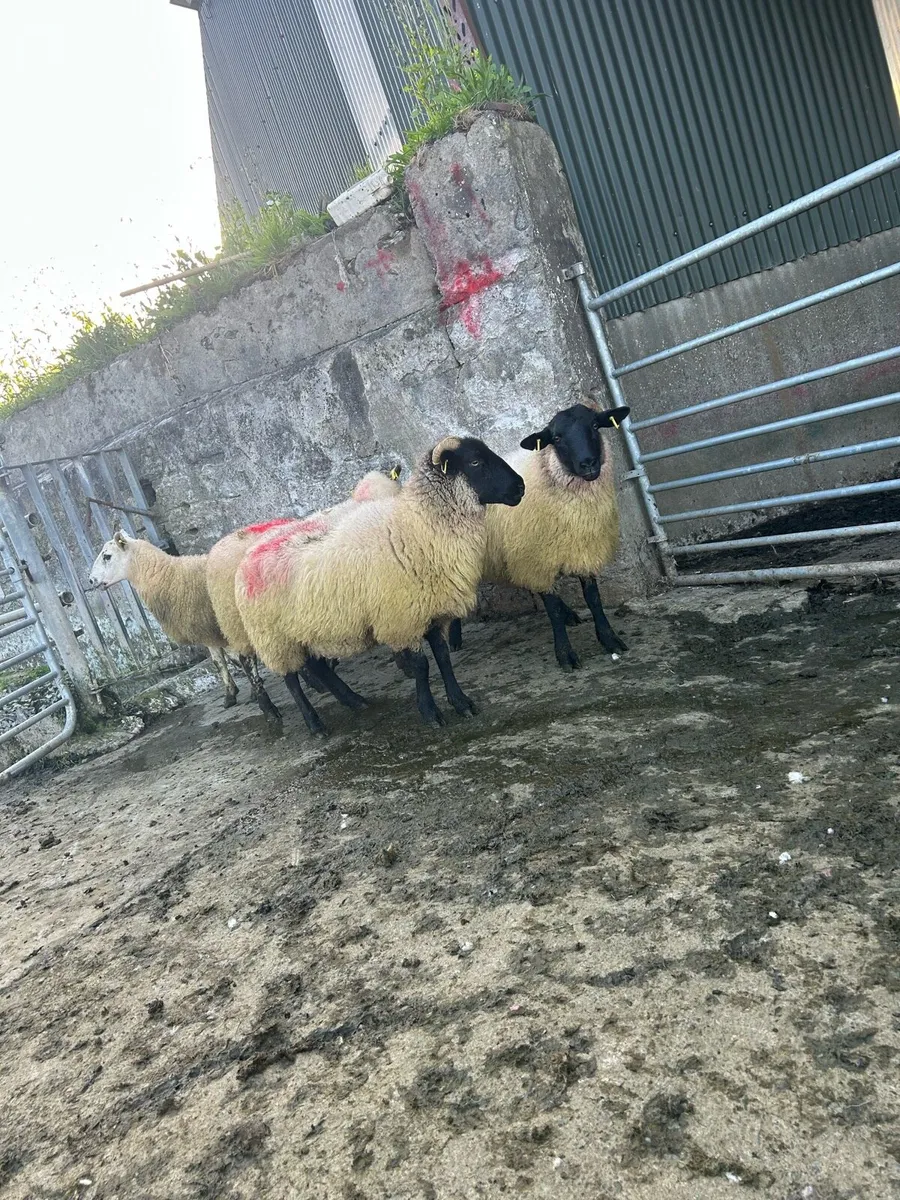 Smashing crossbred ewe hoggets - Image 3