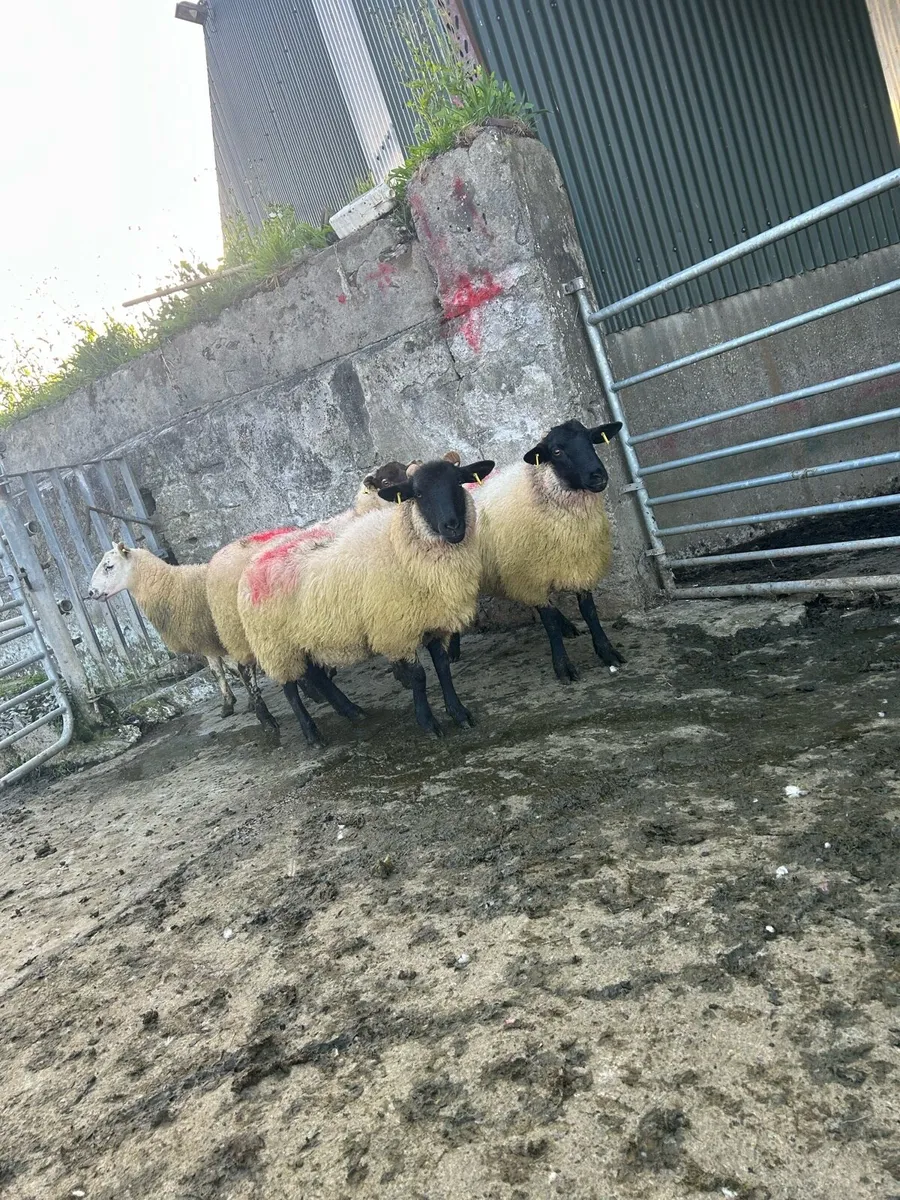Smashing crossbred ewe hoggets - Image 4