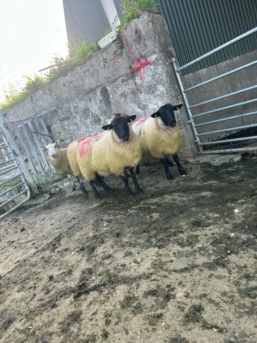 Smashing crossbred ewe hoggets - Image 1