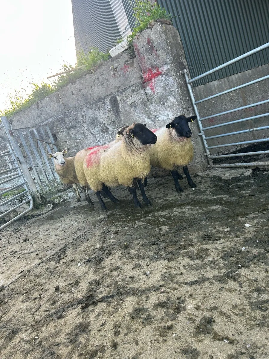 Smashing crossbred ewe hoggets - Image 2