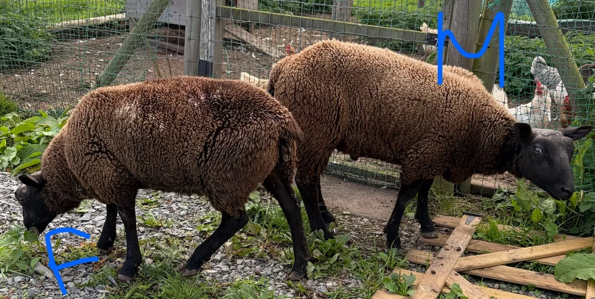 Sheep - Image 2
