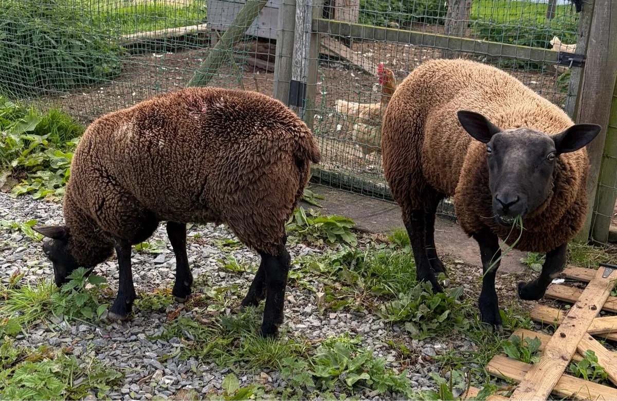 Sheep - Image 3