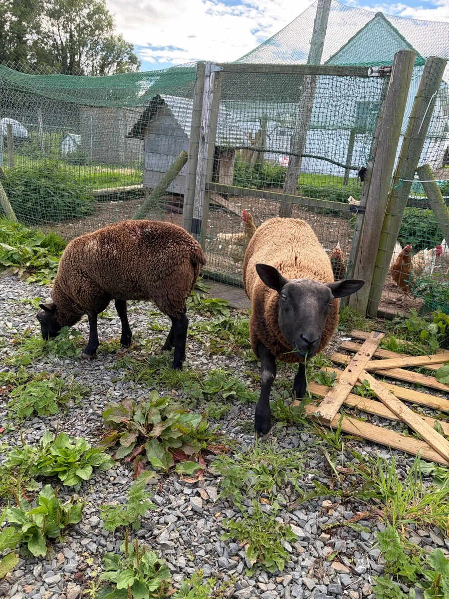 Sheep - Image 4